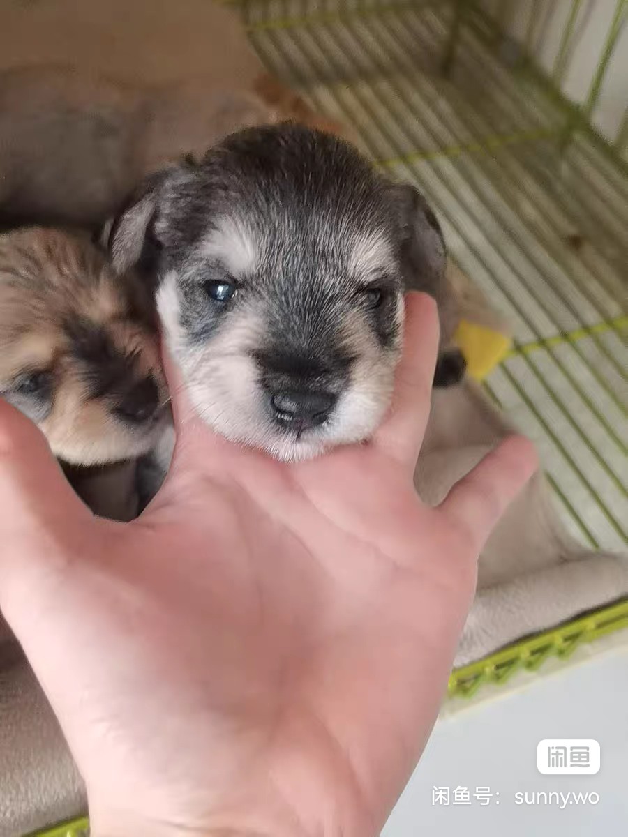 小体雪纳瑞9月5号出生，三公两母